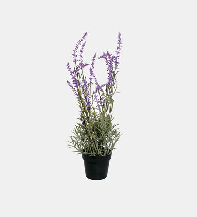 Lavender Plant Pot